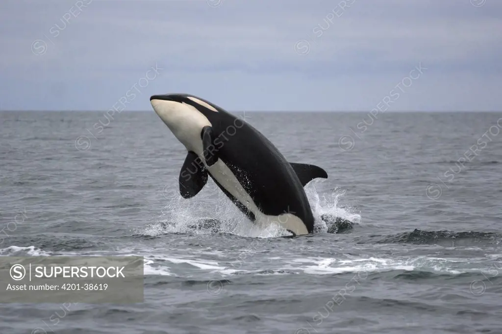 Orca (Orcinus orca) breaching, Prince William Sound, Alaska