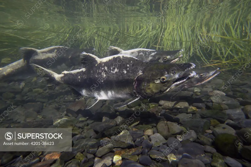 Pink Salmon (Oncorhynchus gorbuscha) swimming upstream during spawning season, Prince William Sound, Alaska