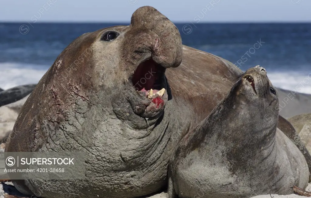 Southern Elephant Seal (Mirounga leonina) pair mating, Falkland Islands
