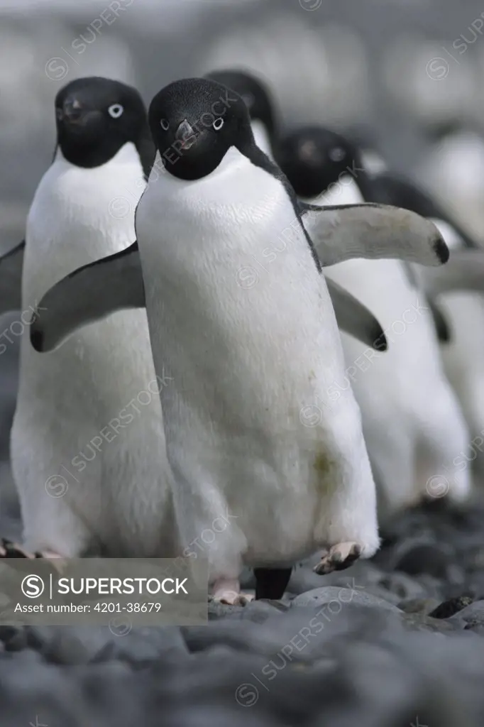 Adelie Penguin (Pygoscelis adeliae) group marching to colony, Antarctic Peninsula, Antarctica