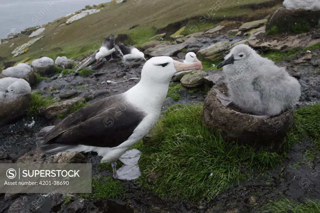 Black-browed Albatross (Thalassarche melanophris) parent with chick on nest, Falkland Islands