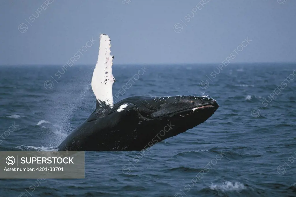 Humpback Whale (Megaptera novaeangliae) breaching, Stellwagen Bank National Marine Sanctuary, Cape Cod, Massachusetts