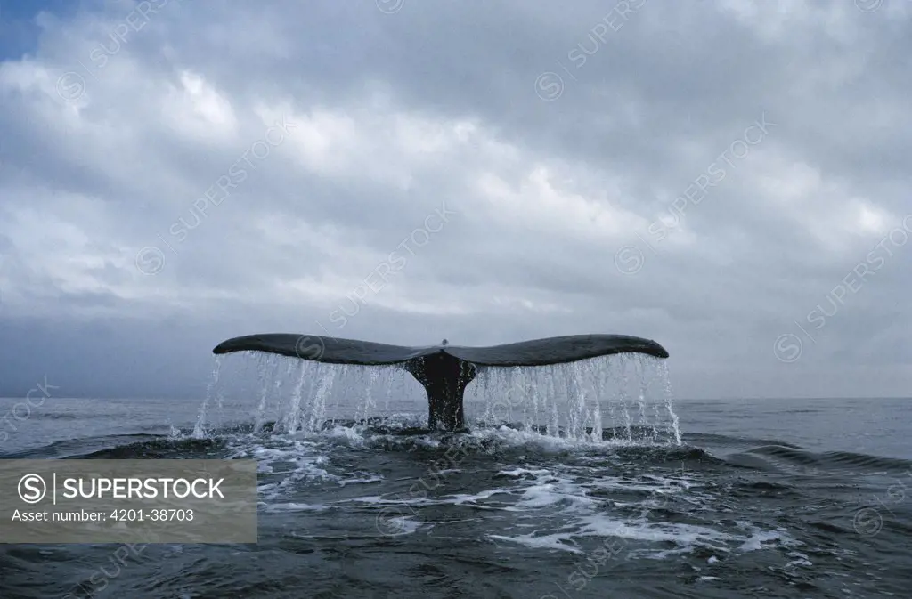Humpback Whale (Megaptera novaeangliae) diving, Newfoundland, Canada