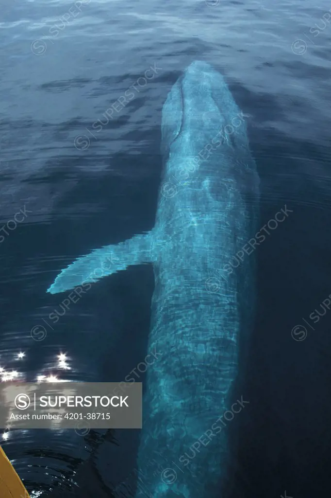Blue Whale (Balaenoptera musculus) showing pectoral fin, endangered, Sea of Cortez, Mexico