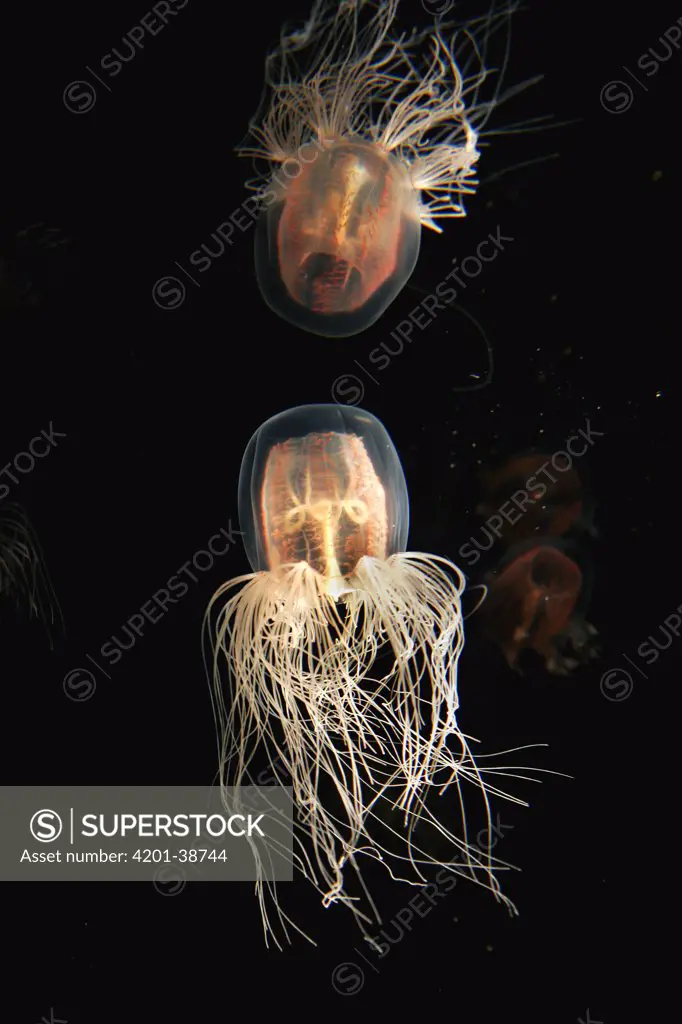 Jellyfish (Spirocodon saltator) spreading tentacles, aquarium, Japan