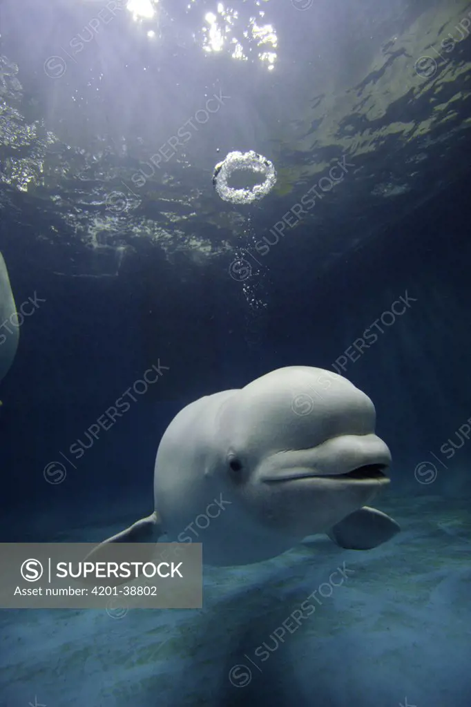 Beluga (Delphinapterus leucas) whale blowing a toroidal bubble ring, Shimane Aquarium, Japan