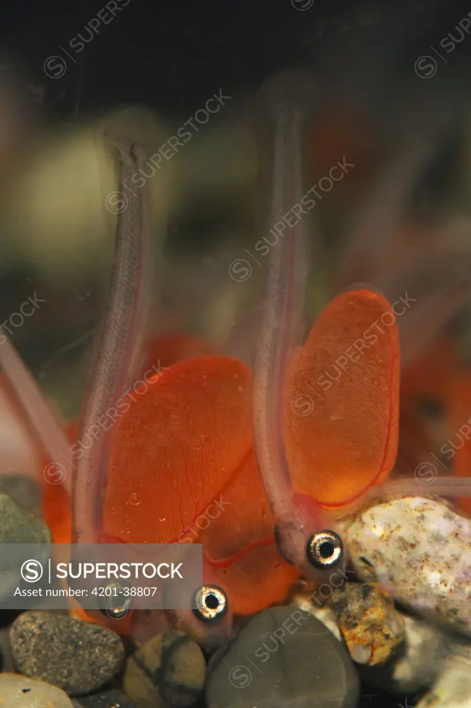 Chum Salmon (Oncorhynchus keta) alevins, native to the Pacific Ocean