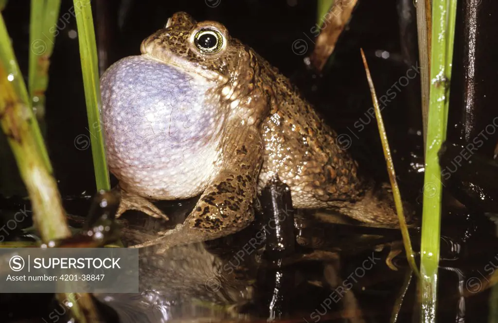 Natterjack Toad (Bufo calamita) vocalizing in pond, western Europe