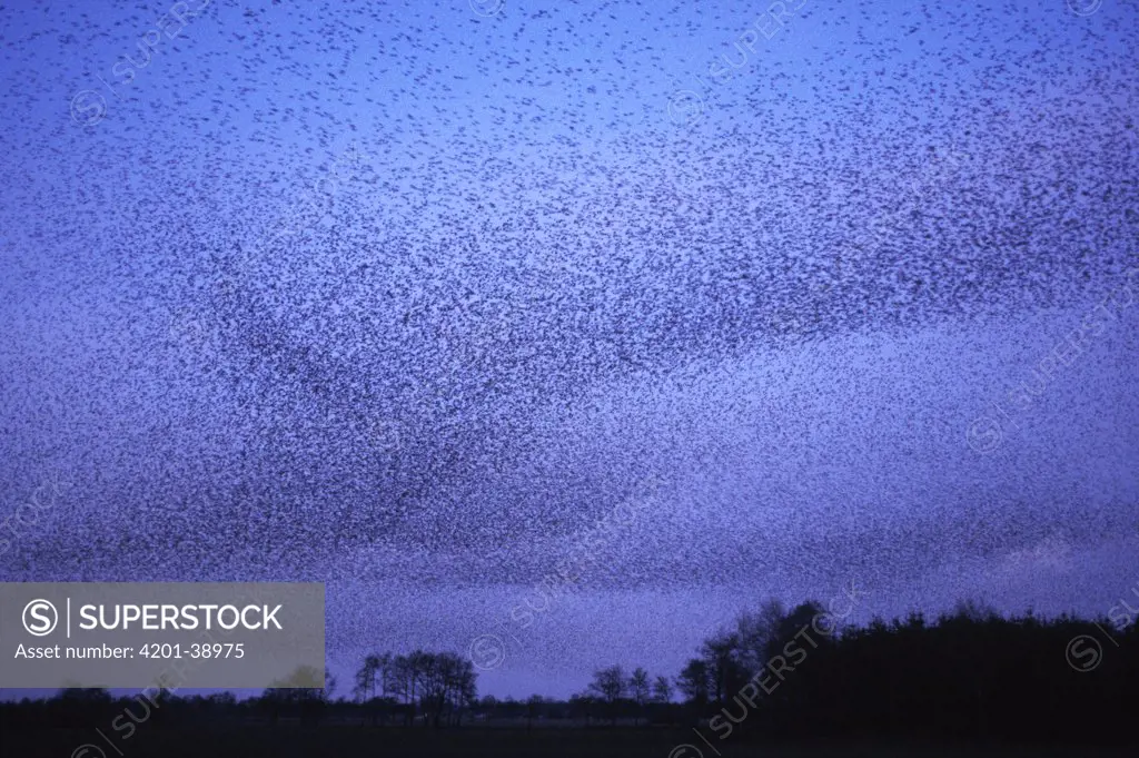 Common Starling (Sturnus vulgaris) huge flock flying, Europe