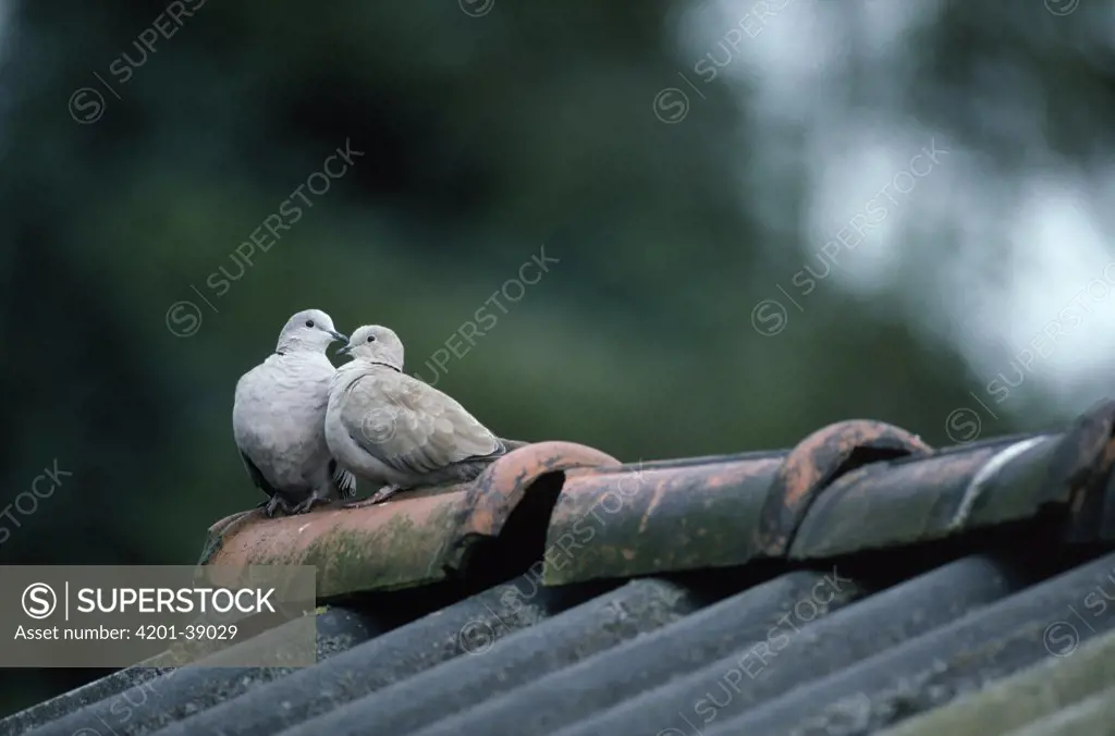 Eurasian Collared-Dove (Streptopelia decaocto) courting pair on roof, Europe