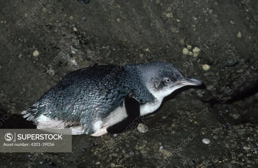 Little Blue Penguin (Eudyptula minor) resting on ground