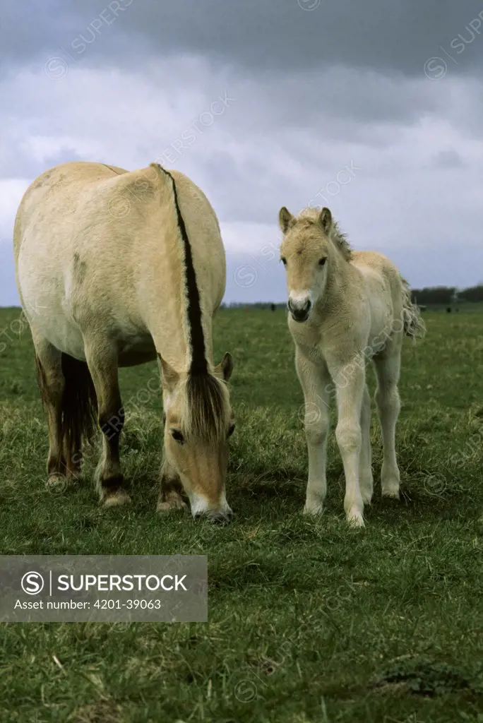 Domestic Horse (Equus caballus) adult and foal grazing in pasture, Europe