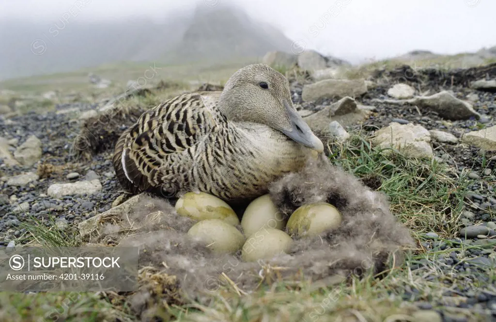 Common Eider (Somateria mollissima) adult female at down nest with eggs, Europe