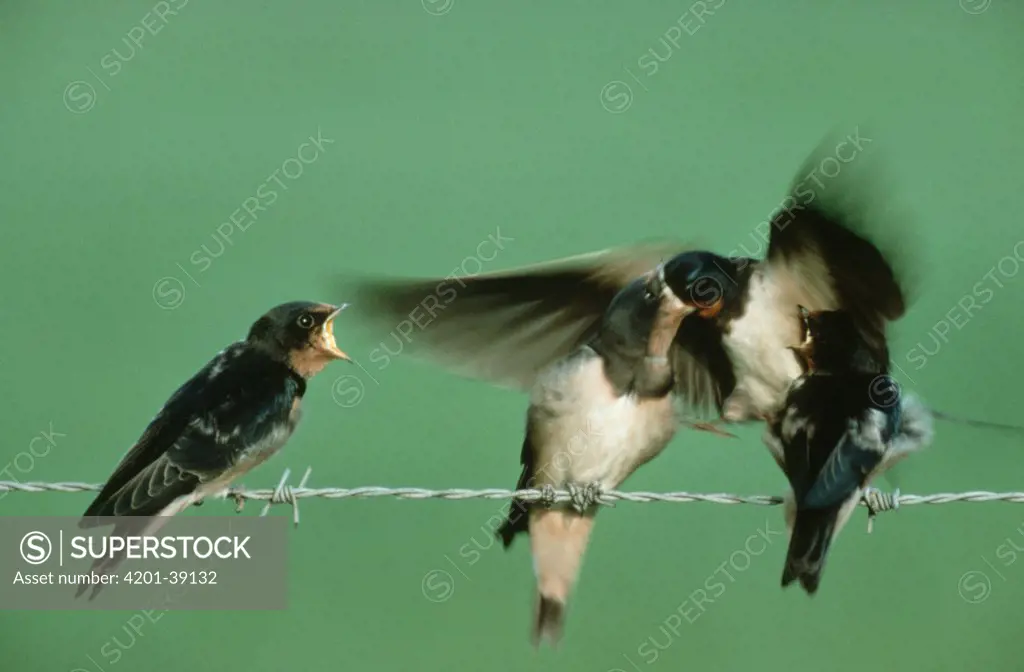 Barn Swallow (Hirundo rustica) adult flying feeding three chicks perched on barbed wire, Europe
