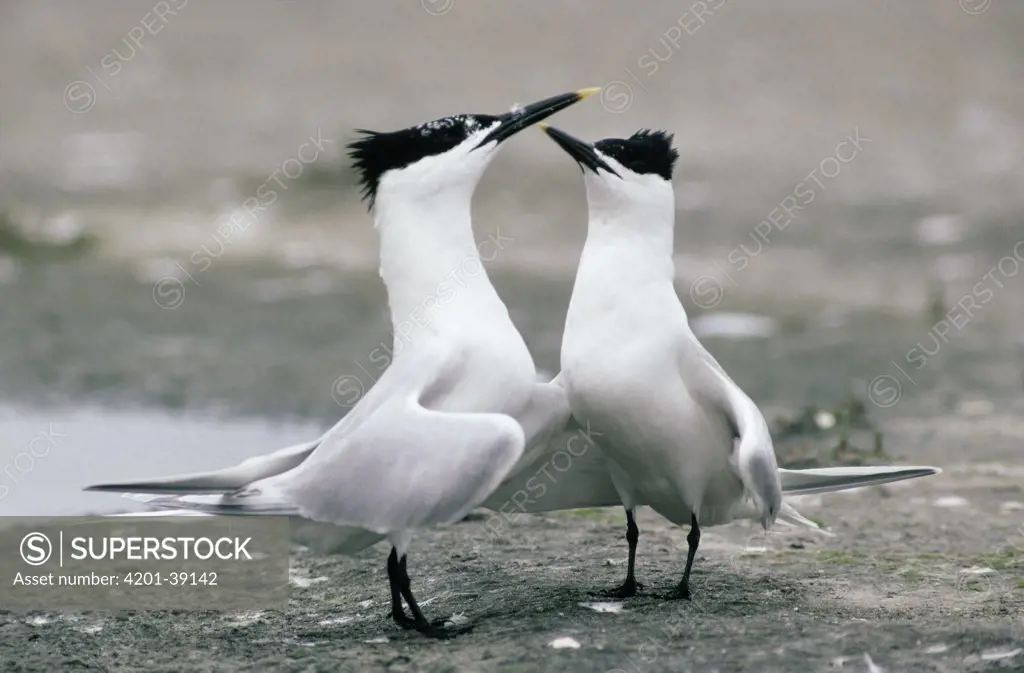 Sandwich Tern (Sterna sandvicensis) adult pair performing courtship display, Europe