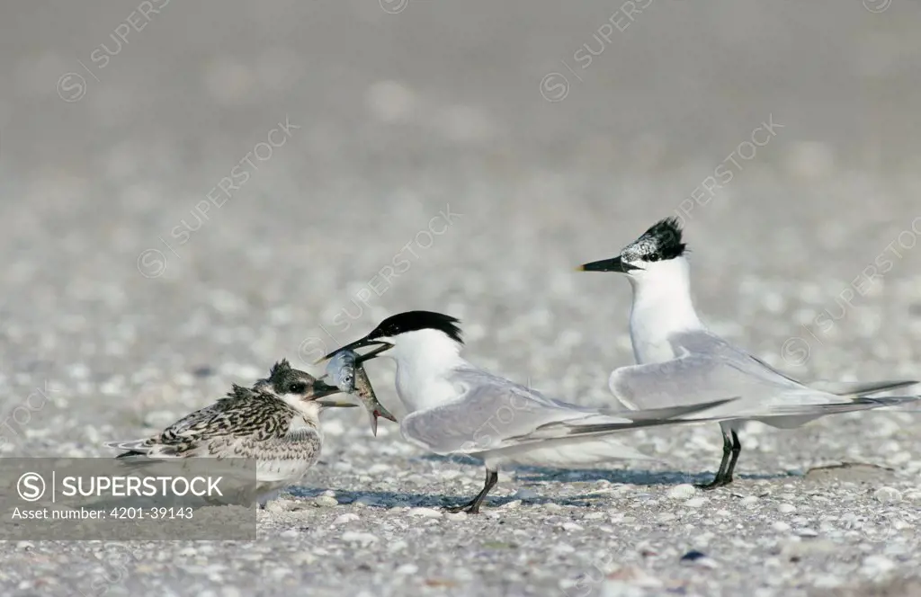 Sandwich Tern (Sterna sandvicensis) adult feeding small fish to its chick, Europe