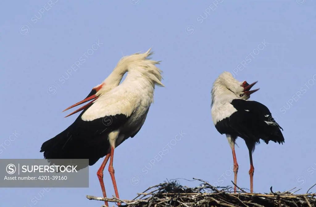 White Stork (Ciconia ciconia) two adults performing courtship display, bill clappering, Europe