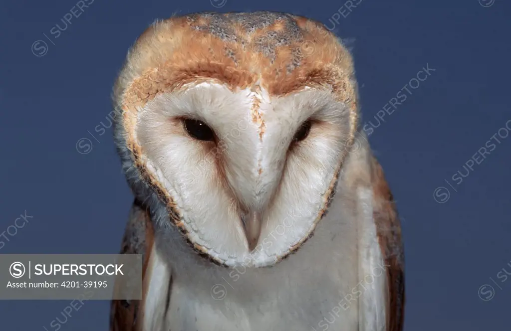 Barn Owl (Tyto alba) portrait of adult, Europe