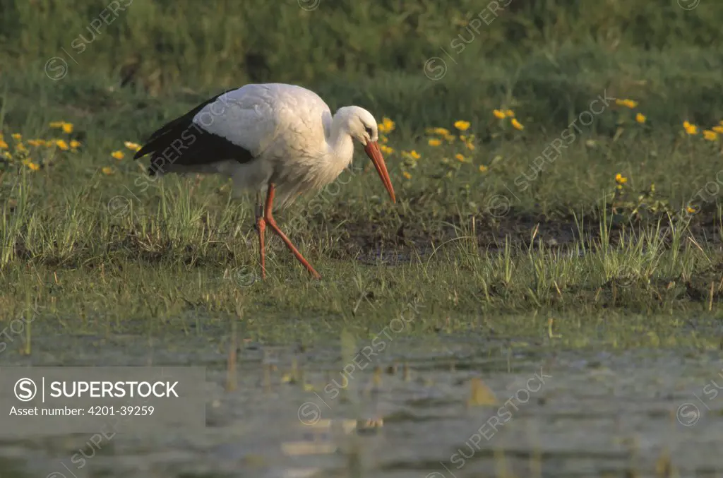 White Stork (Ciconia ciconia) adult wading in wetland, Europe