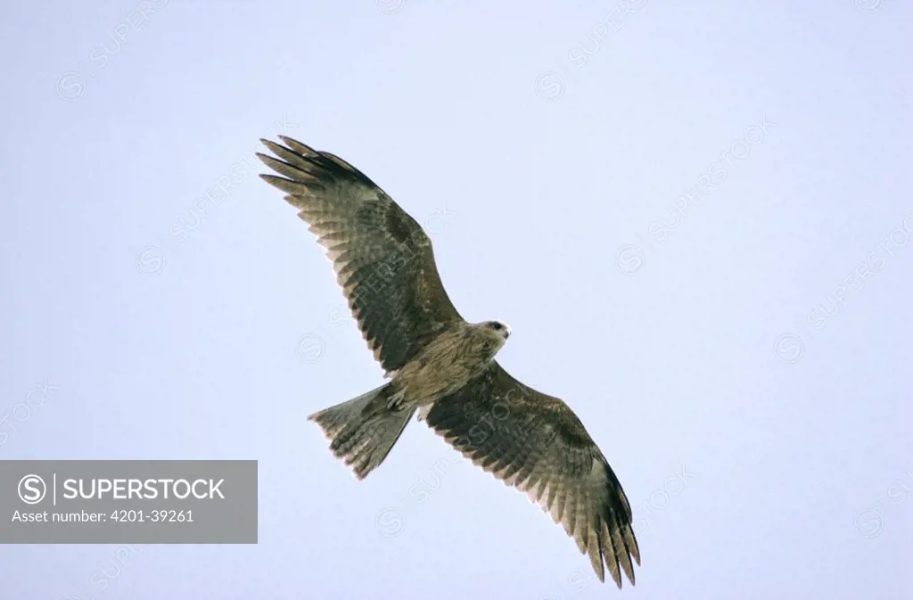 Black Kite (Milvus migrans) adult flying overhead, Europe