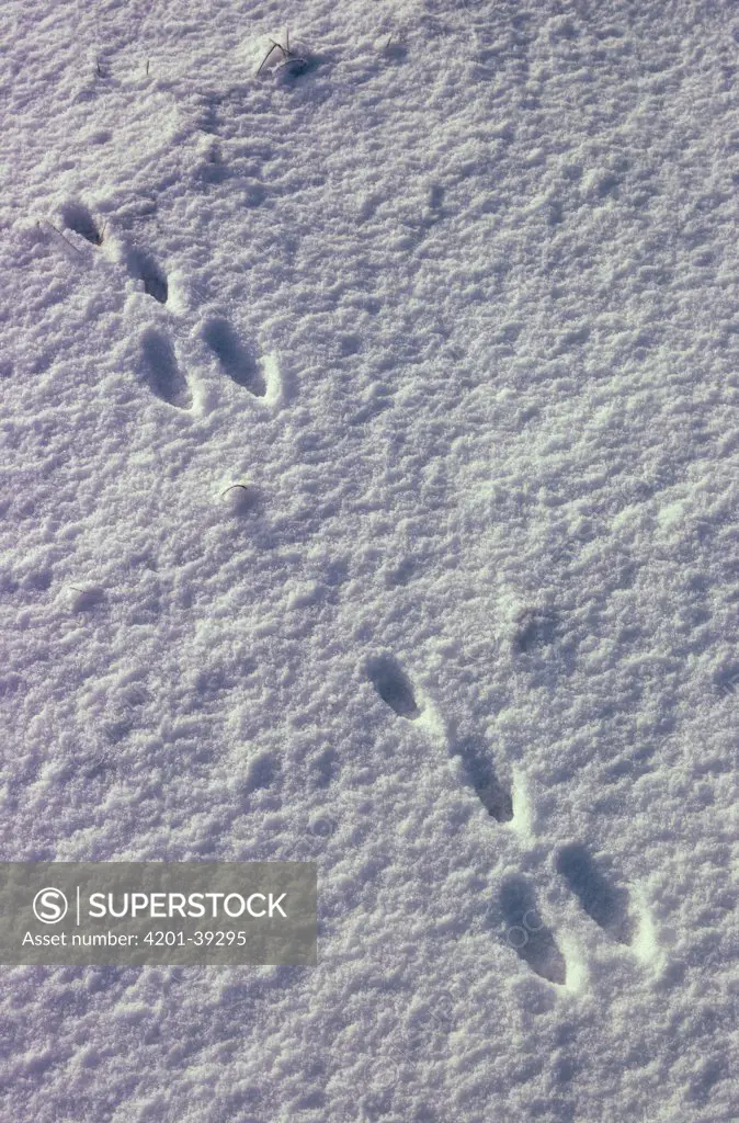 European Hare (Lepus europaeus) tracks in snow, Europe