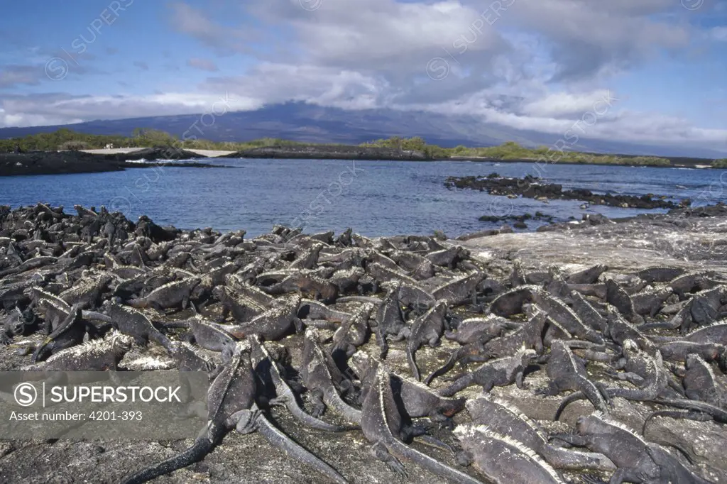 Marine Iguana (Amblyrhynchus cristatus) dense colony basking on lava, Punta Espinosa, Fernandina Island, Galapagos Islands, Ecuador