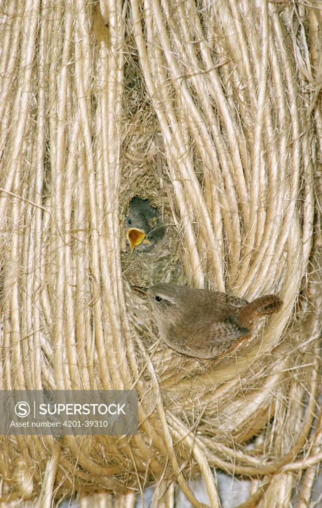 Winter Wren (Troglodytes troglodytes) chicks in nest among coils of twine calling to parent, Europe