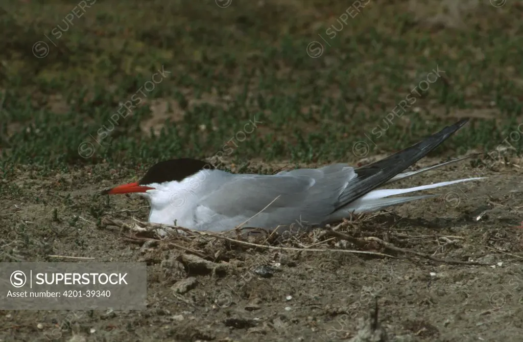 Common Tern (Sterna hirundo) adult nesting on the ground, Europe