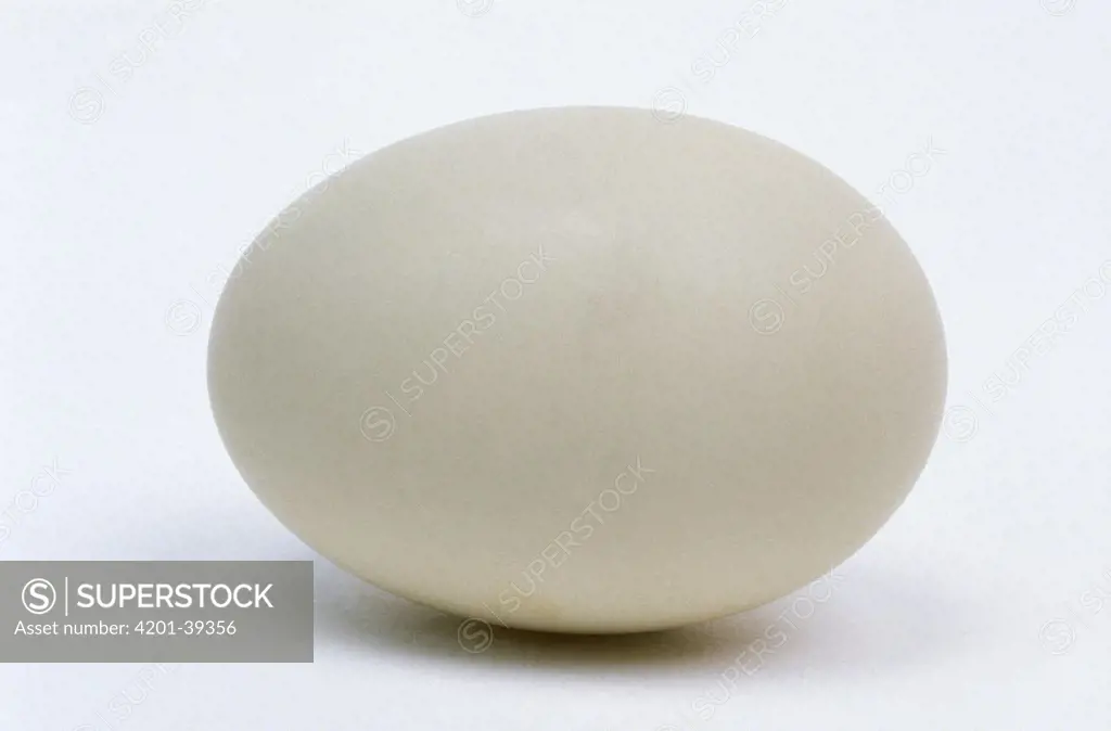 Garganey (Anas querquedula) egg, Europe