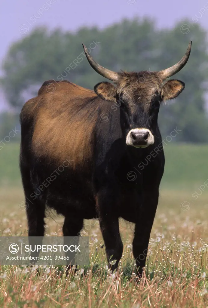 Domestic Cattle (Bos taurus) adult, Europe