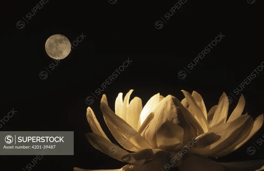 Amazon Water Lily (Victoria amazonica) at night under a full moon, Guyana