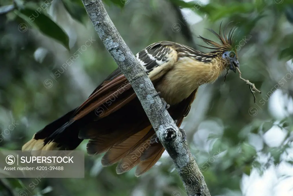 Hoatzin (Opisthocomus hoazin) adult with a twig in its beak for building a nest, Guyana
