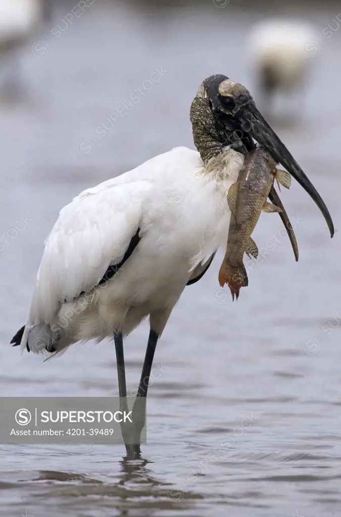 Wood Stork (Mycteria americana) wading through shallow water with fish in its mouth, Guyana