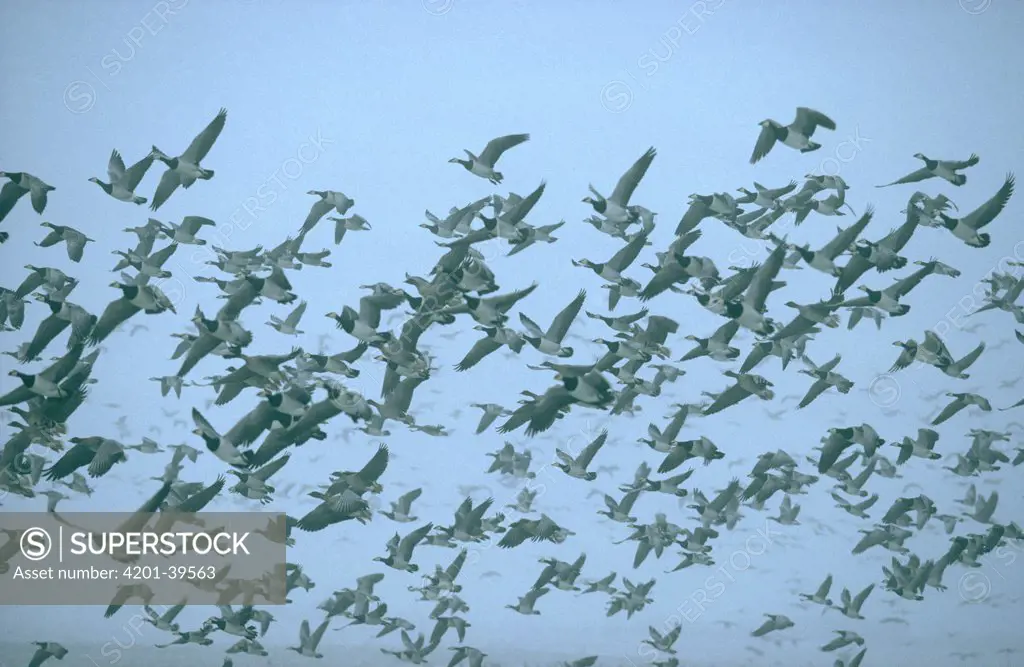 Barnacle Goose (Branta leucopsis) flock flying in fog, Europe