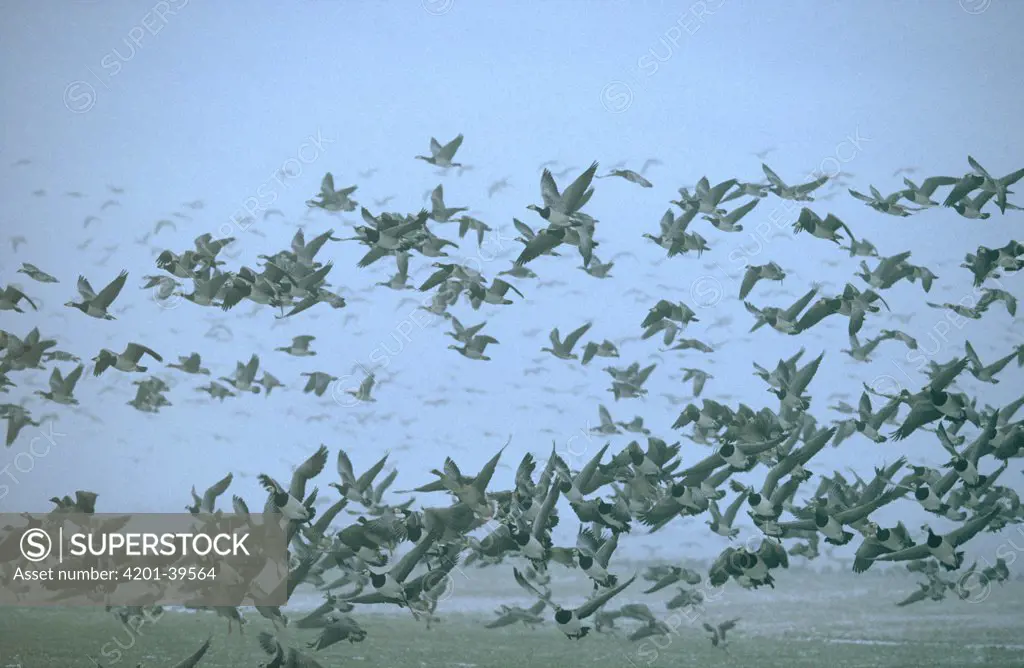Barnacle Goose (Branta leucopsis) flock flying, Europe