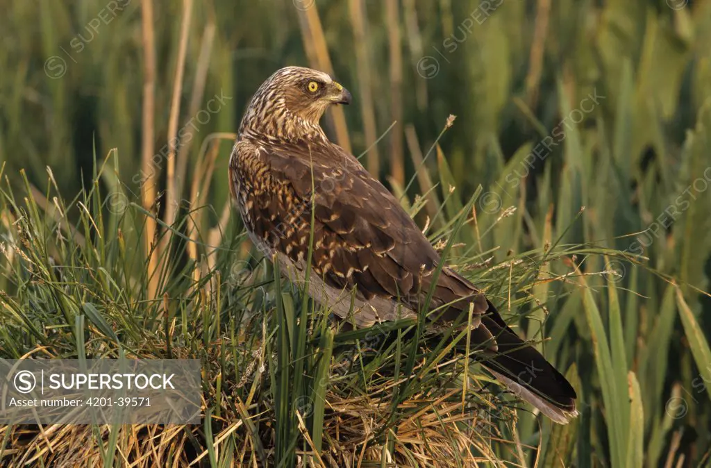 Western Marsh-Harrier (Circus aeruginosus) adult on tussock of grass, Europe