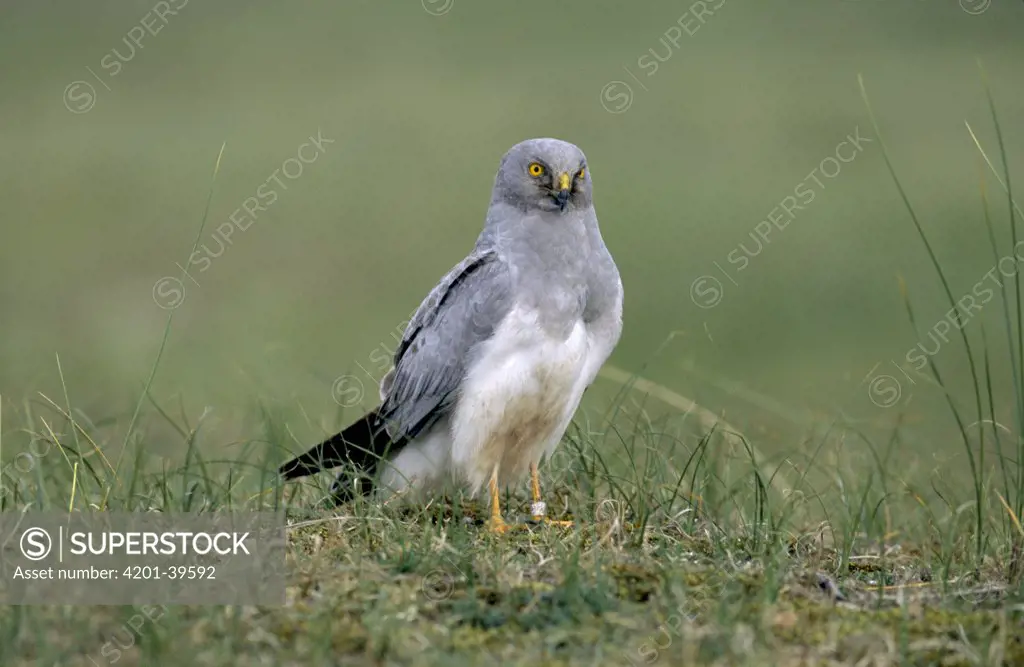 Northern Harrier (Circus cyaneus) adult, Europe