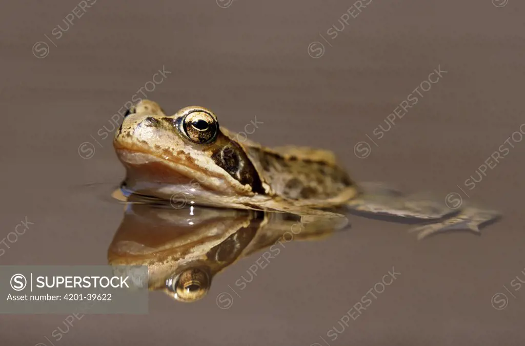 Common Frog (Rana temporaria) half-submerged in water with reflection, Europe