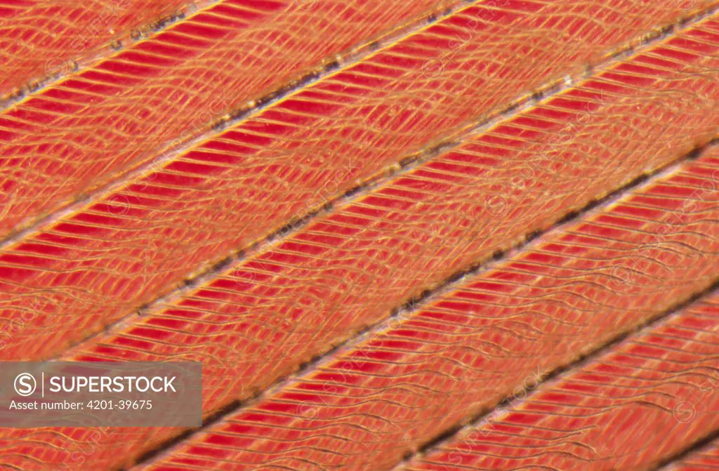 Detail of red bird feathers