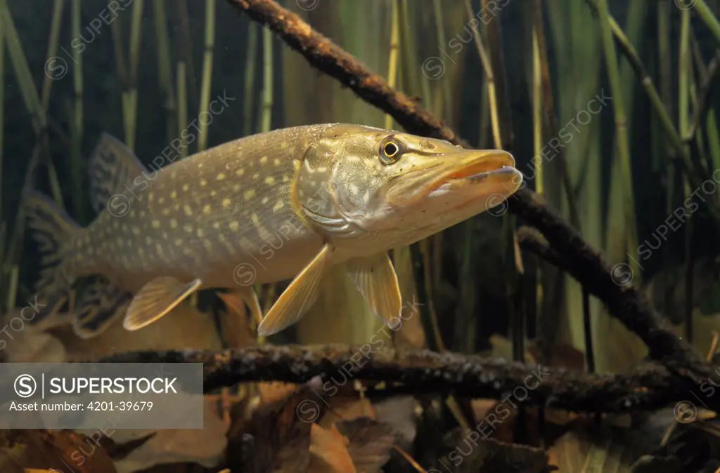 Northern Pike (Esox lucius) freshwater game fish found in northerly waters worldwide