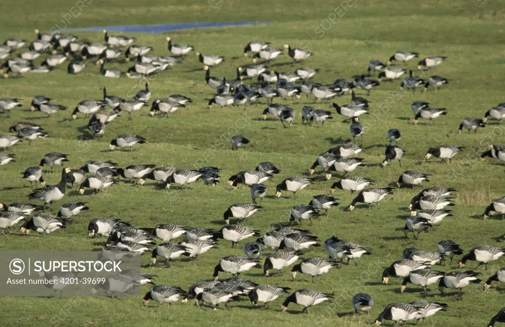 Barnacle Goose (Branta leucopsis) flock foraging in field, Europe