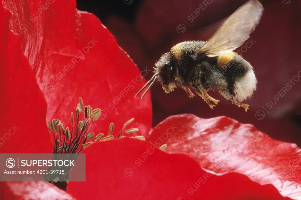 Buff-tailed Bumblebee (Bombus terrestris) landing in red flower to collect pollen, Europe