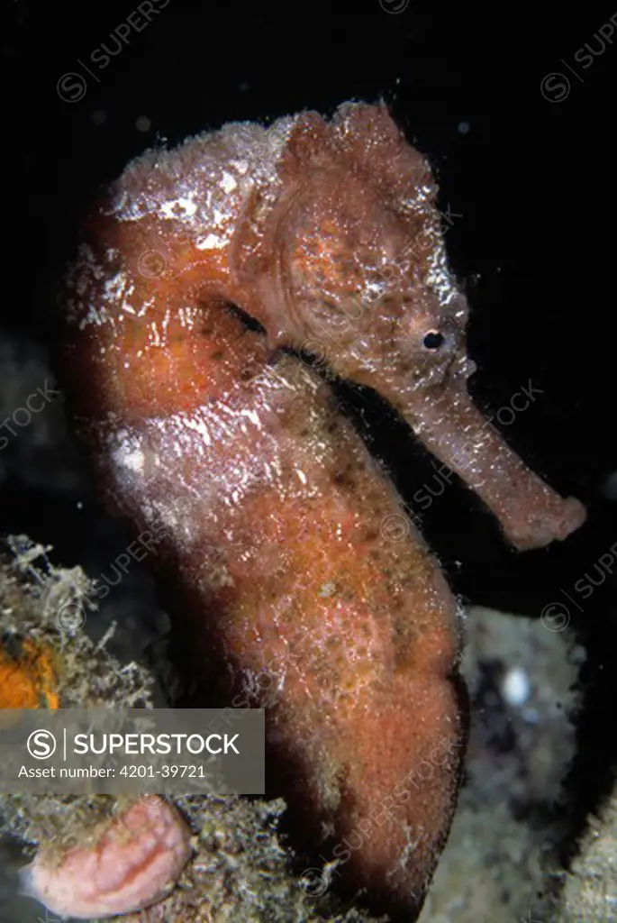 Spotted Seahorse (Hippocampus erectus) portrait in profile underwater, Europe