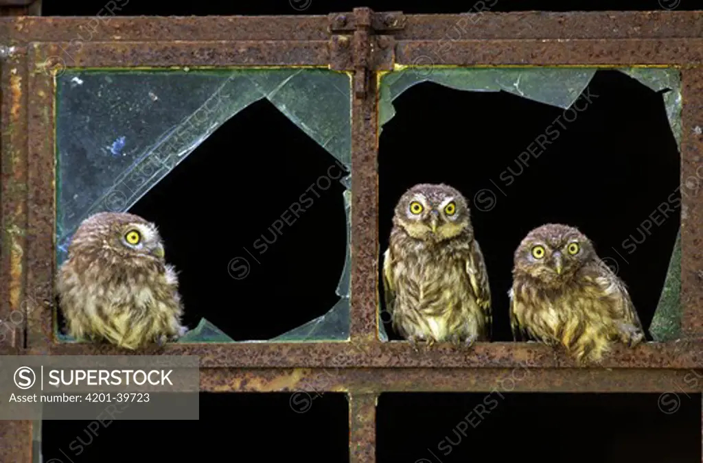 Little Owl (Athene noctua) three chicks in an old barn window, Europe