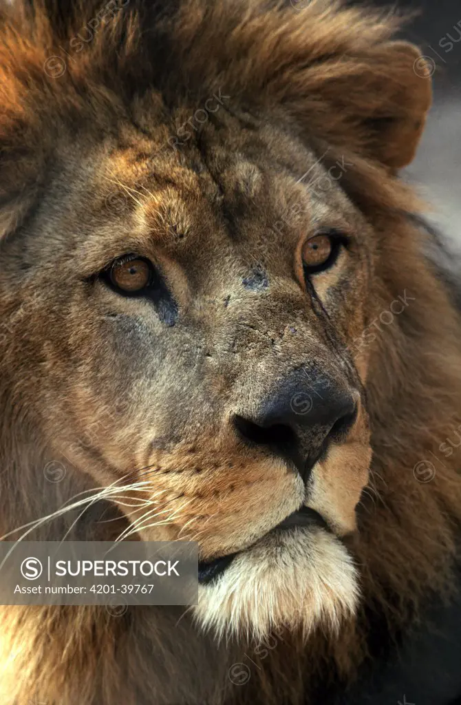 African Lion (Panthera leo) portrait of male African Lion, Africa
