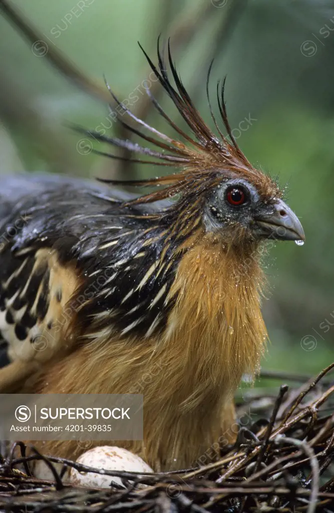 Hoatzin (Opisthocomus hoazin) on nest incubating eggs in the rain, Guyana