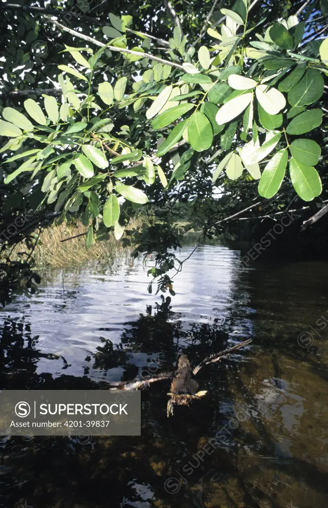 Hoatzin (Opisthocomus hoazin) chick jumping into water from nest in tree to avoid predators, Guyana