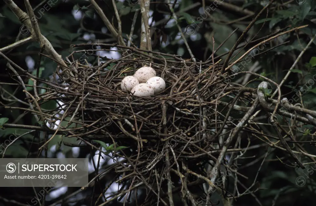 Hoatzin (Opisthocomus hoazin) nest with eggs, Guyana