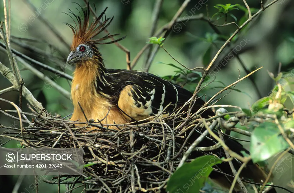 Hoatzin (Opisthocomus hoazin) adult on nest, Guyana