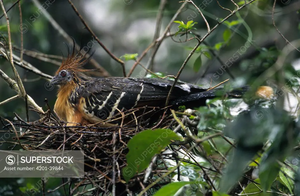 Hoatzin (Opisthocomus hoazin) adult on nest in rain, Guyana